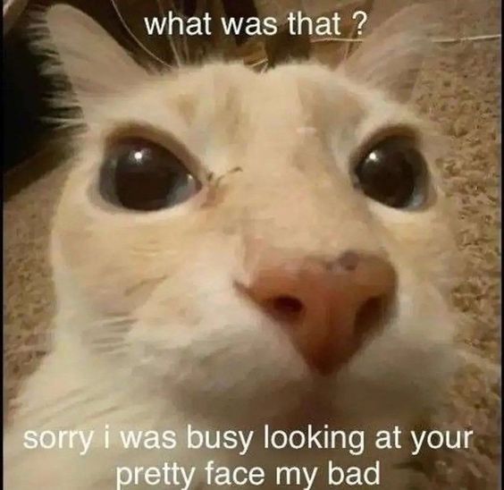 funny warrior cat memes