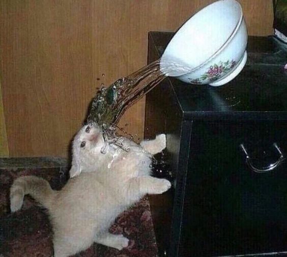 grumpy cat memes funny grumpy cat memes funny