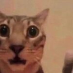 300 Cat Memes and Funny Images - Dre…