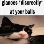  300 Cat Memes and Funny Images - Dreams Quote 