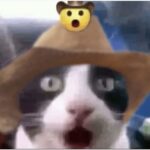  300 Cat Memes and Funny Images - Dreams Quote 