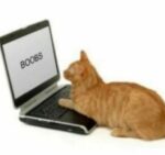  Foto zu 300 Cat Memes and Funny Images - Dreams Quote 