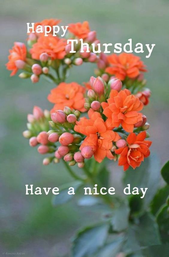 good morning happy thursday quotes and images good morning happy thursday quotes and images