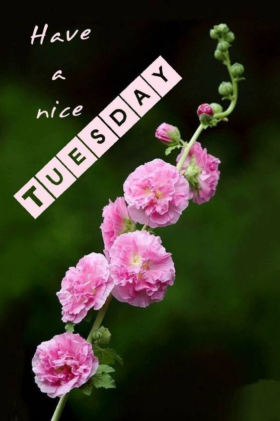beautiful tuesday images and quotes beautiful tuesday images and quotes