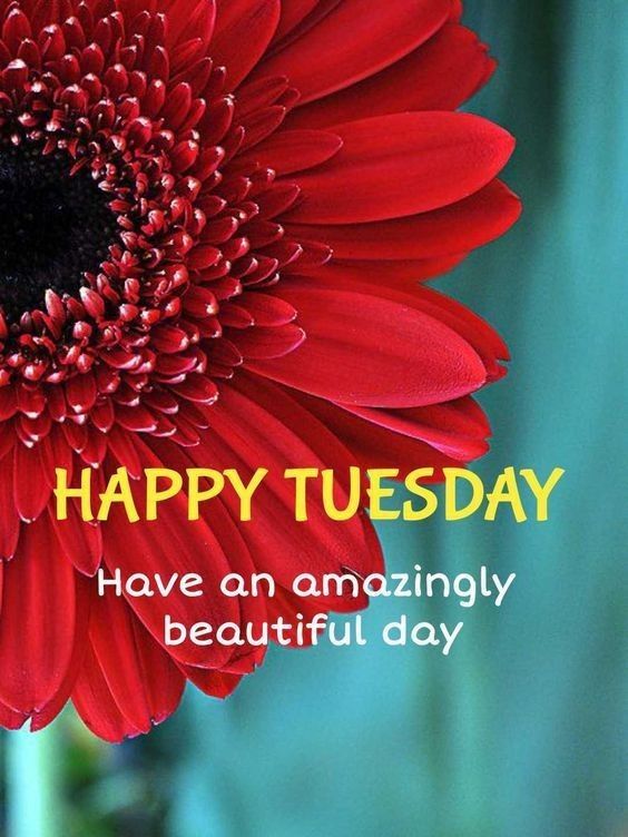 black girl happy tuesday images