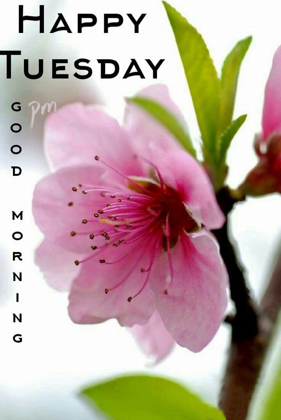 cartoon happy tuesday images