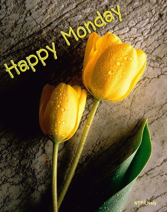 cold happy monday images cold happy monday images