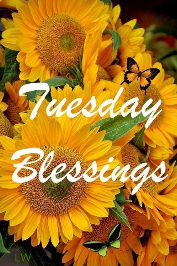 cute happy tuesday images funny cute happy tuesday images funny