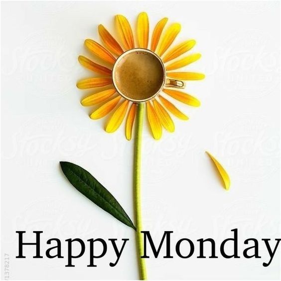 dog happy monday images dog happy monday images