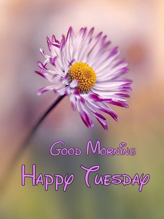 funny happy tuesday images and quotes funny happy tuesday images and quotes