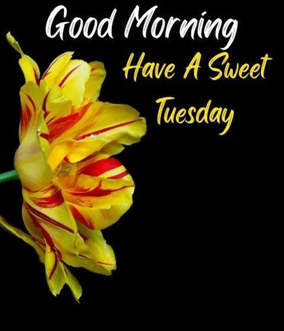 funny happy tuesday quotes and images funny happy tuesday quotes and images