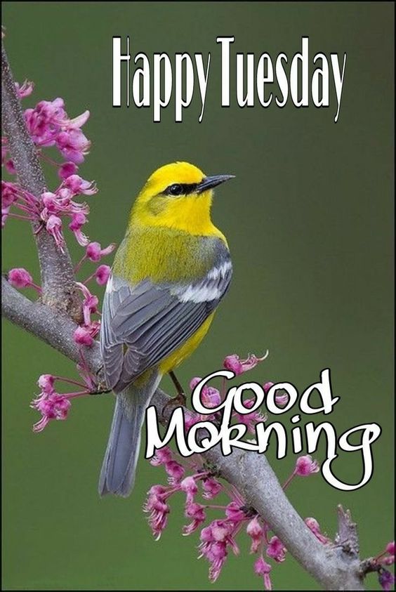 good afternoon happy tuesday images and quotes good afternoon happy tuesday images and quotes