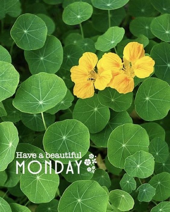 good morning happy monday disney images good morning happy monday disney images