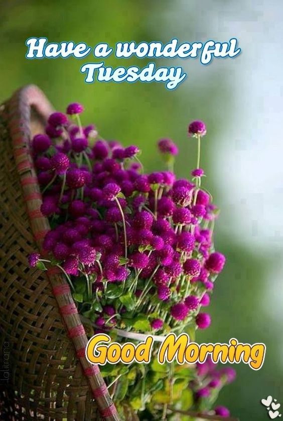 good morning happy tuesday christmas images good morning happy tuesday christmas images