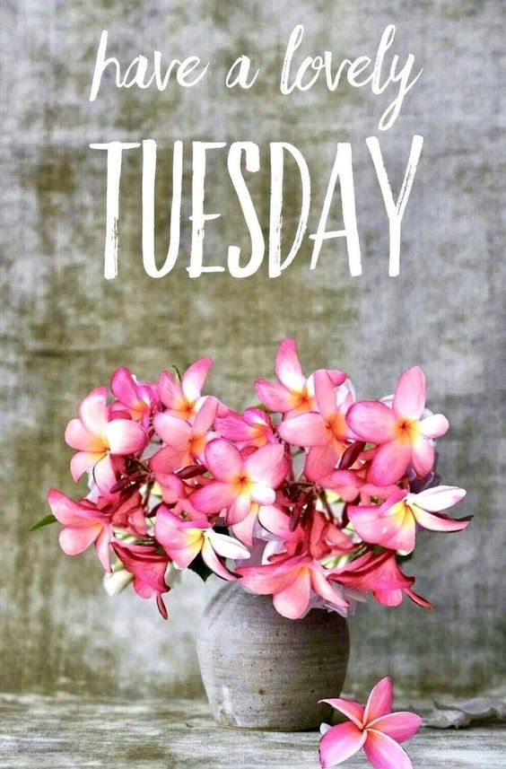 good morning happy tuesday everyone images good morning happy tuesday everyone images
