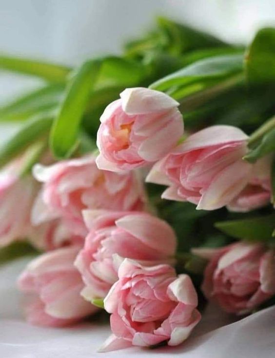 good morning happy tuesday images good morning happy tuesday images