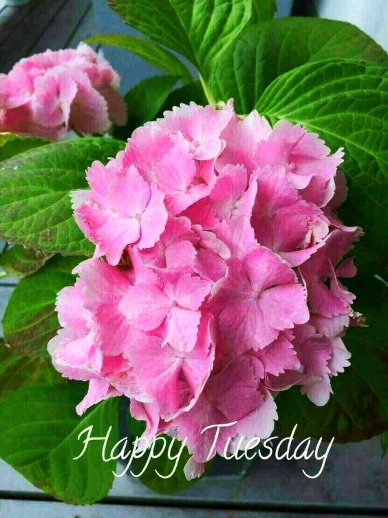 good morning happy tuesday jai bajrangbali images good morning happy tuesday jai bajrangbali images