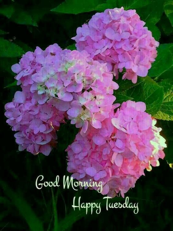 happy birthday quotes and images for sister happy birthday quotes and images for sister