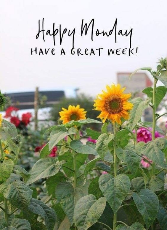 happy monday images cute happy monday images cute