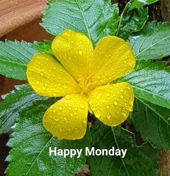 happy monday images.com happy monday images.com