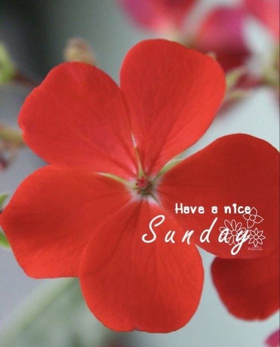 happy monday morning images with quotes happy monday morning images with quotes