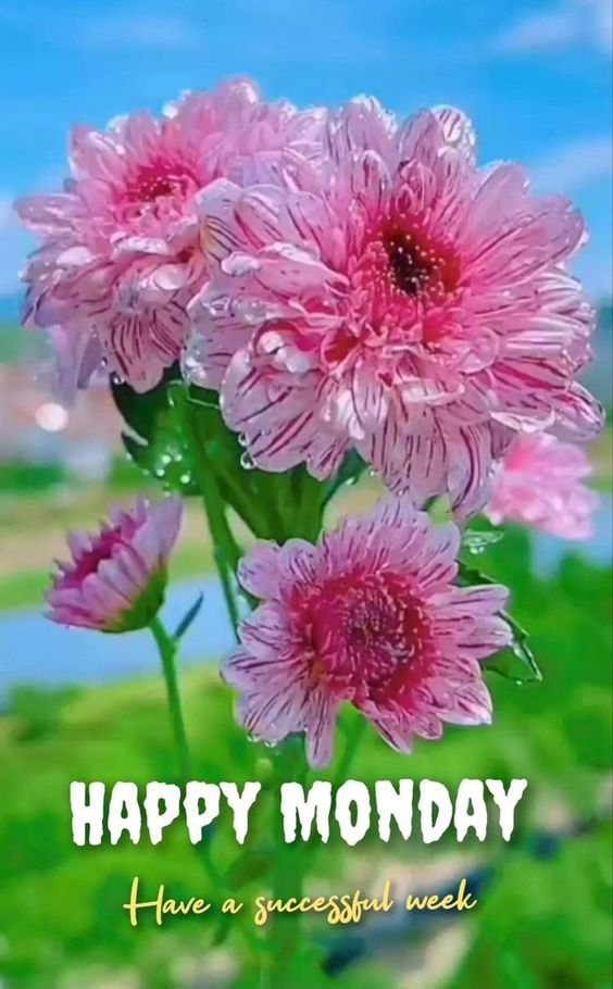 happy monday pictures and quotes happy monday pictures and quotes