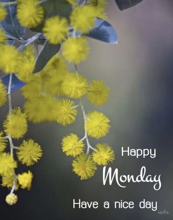 happy monday quotes pink and images happy monday quotes pink and images