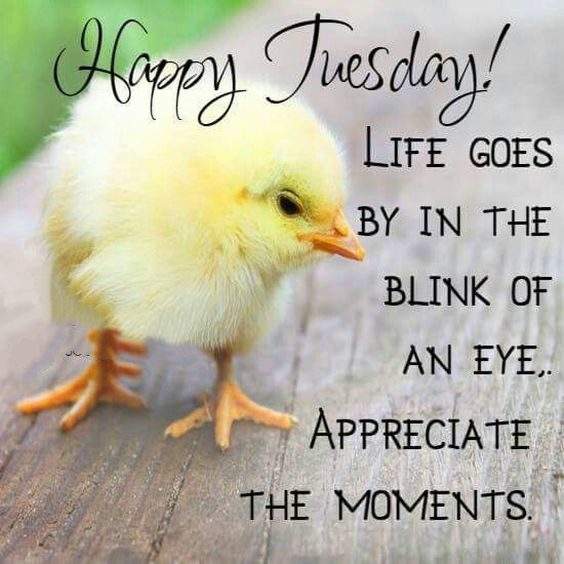 happy tuesday dachshund images happy tuesday dachshund images