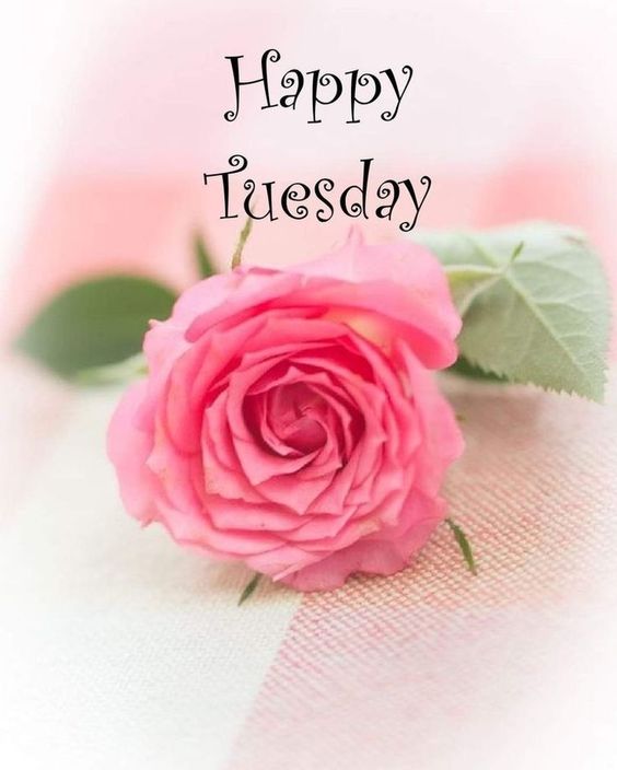 happy tuesday dog images happy tuesday dog images