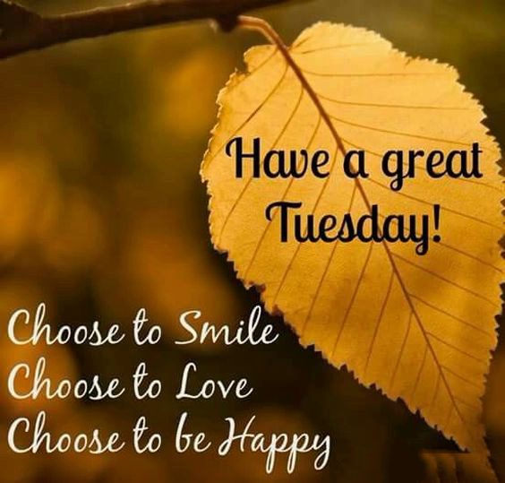 happy tuesday elephant images happy tuesday elephant images