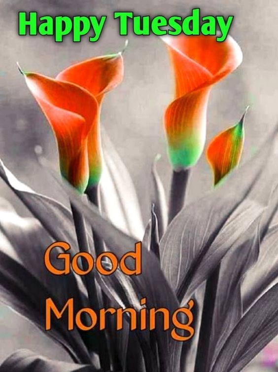 happy tuesday good morning quotes happy tuesday good morning quotes