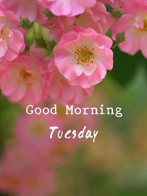 happy tuesday horse images happy tuesday horse images