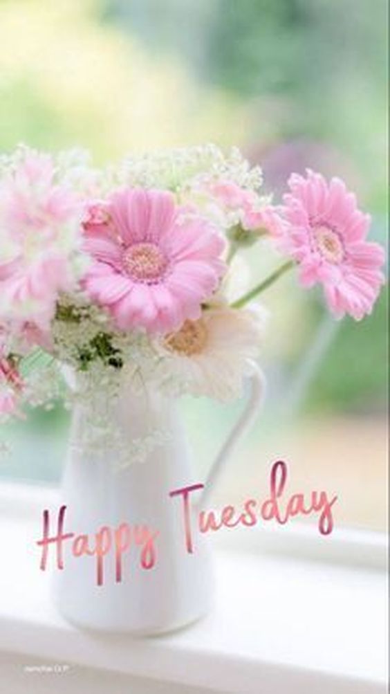 happy tuesday images cat happy tuesday images cat