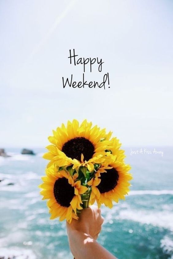 happy tuesday images dog happy tuesday images dog