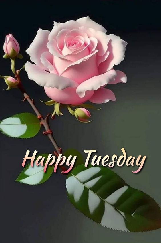 happy tuesday images free download happy tuesday images free download