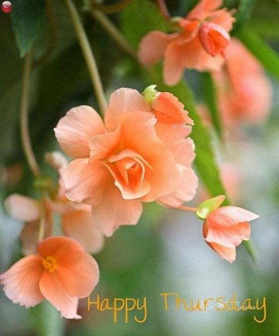 happy tuesday images in thai happy tuesday images in thai