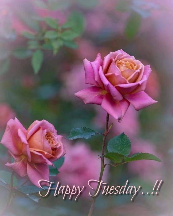 happy tuesday kitten images happy tuesday kitten images