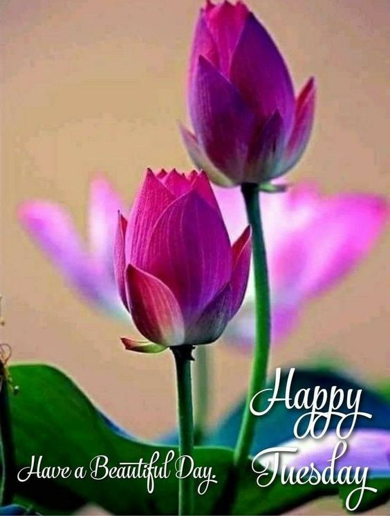 happy tuesday morning images and quotes happy tuesday morning images and quotes
