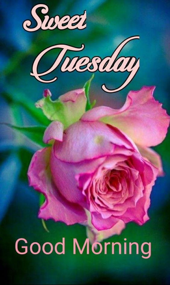 happy tuesday quotes and pictures happy tuesday quotes and pictures
