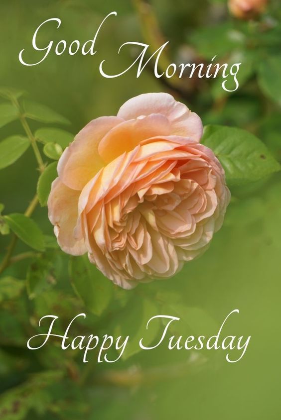 images tuesday quotes images tuesday quotes