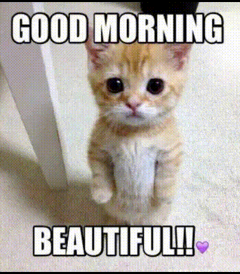 Cat Beautiful Funny Good Morning GIFs