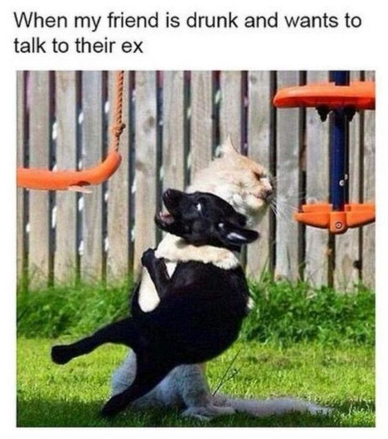 a cat sitting on top of a black and white dog next to an orange swing a cat sitting on top of a black and white dog next to an orange swing