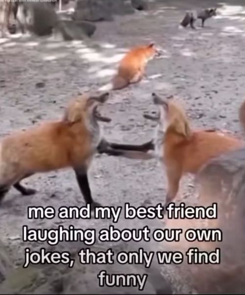 two foxes playing with each other on the ground