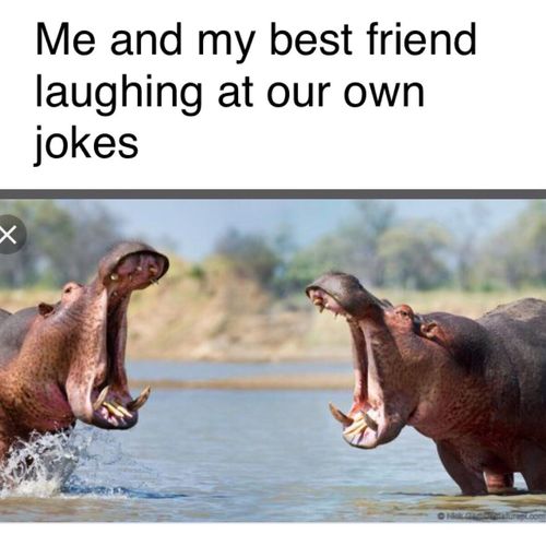two hippos in water with caption that reads me and my best friend laughing at our own jokes